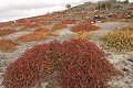 lâ€ôîle de South plaza, près de Santa Cruz, est une île au paysage volcanique typique des Galapagos. La végétation est composée de cactus géants (Opuntia Cactaceae), principale nouriture pour les iguanes terrestres, et de plantes grasses de la famille des succulentes (Sesuvium Edmonstonei) qui rougit lors de la période sèche (aoà»t) 
 Galapagos 
 Equateur 
 Parc National des Galapagos 
 animal sauvage 
 Paysage volcanique 
 Paysage  